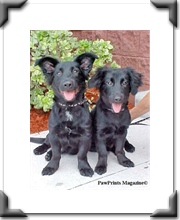Macx & Merfie